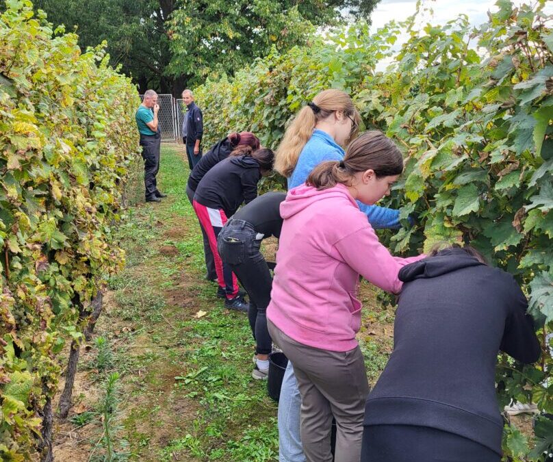 Berba grožđa u školskom vinogradu