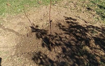 Sadnja voćnih sadnica u školskom voćnjaku