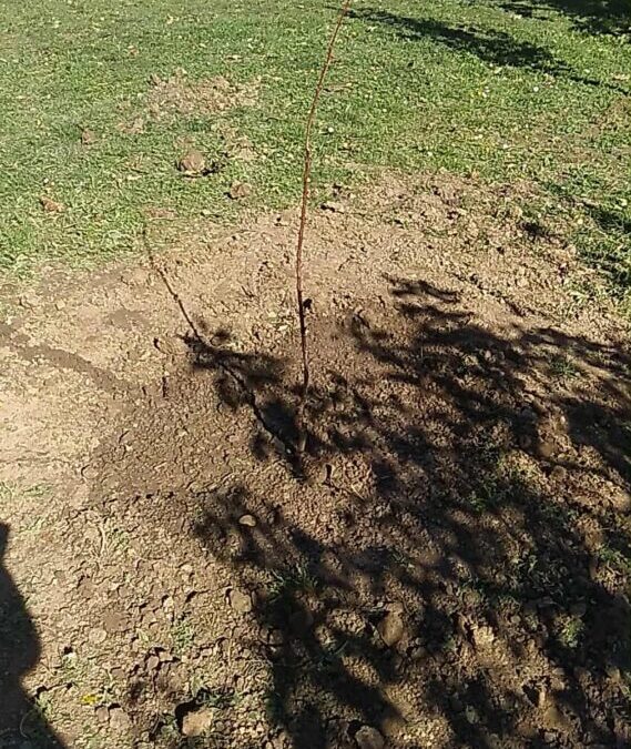 Sadnja voćnih sadnica u školskom voćnjaku